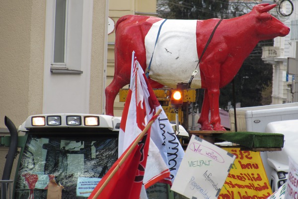 Eine Kuh demonstriert gegen TTIP
Nein, keine echte,  es ist die Symbolkuh Faironika, mit der seit 2006 die Initiative IG-Milch für faire Preise und A faire Milch wirbt.